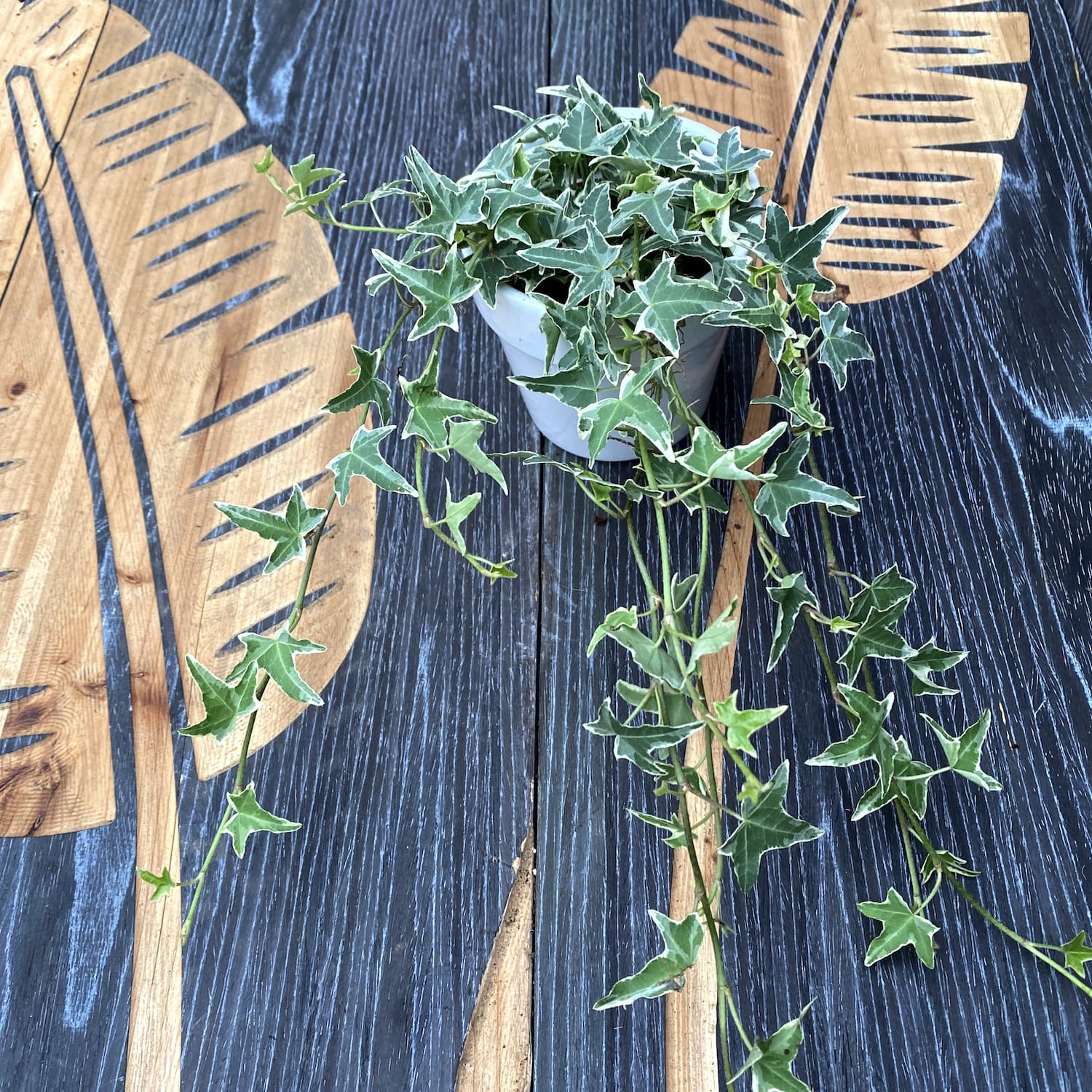 Iedera - Hedera helix 'Sagittifolia Variegata' (iedera)