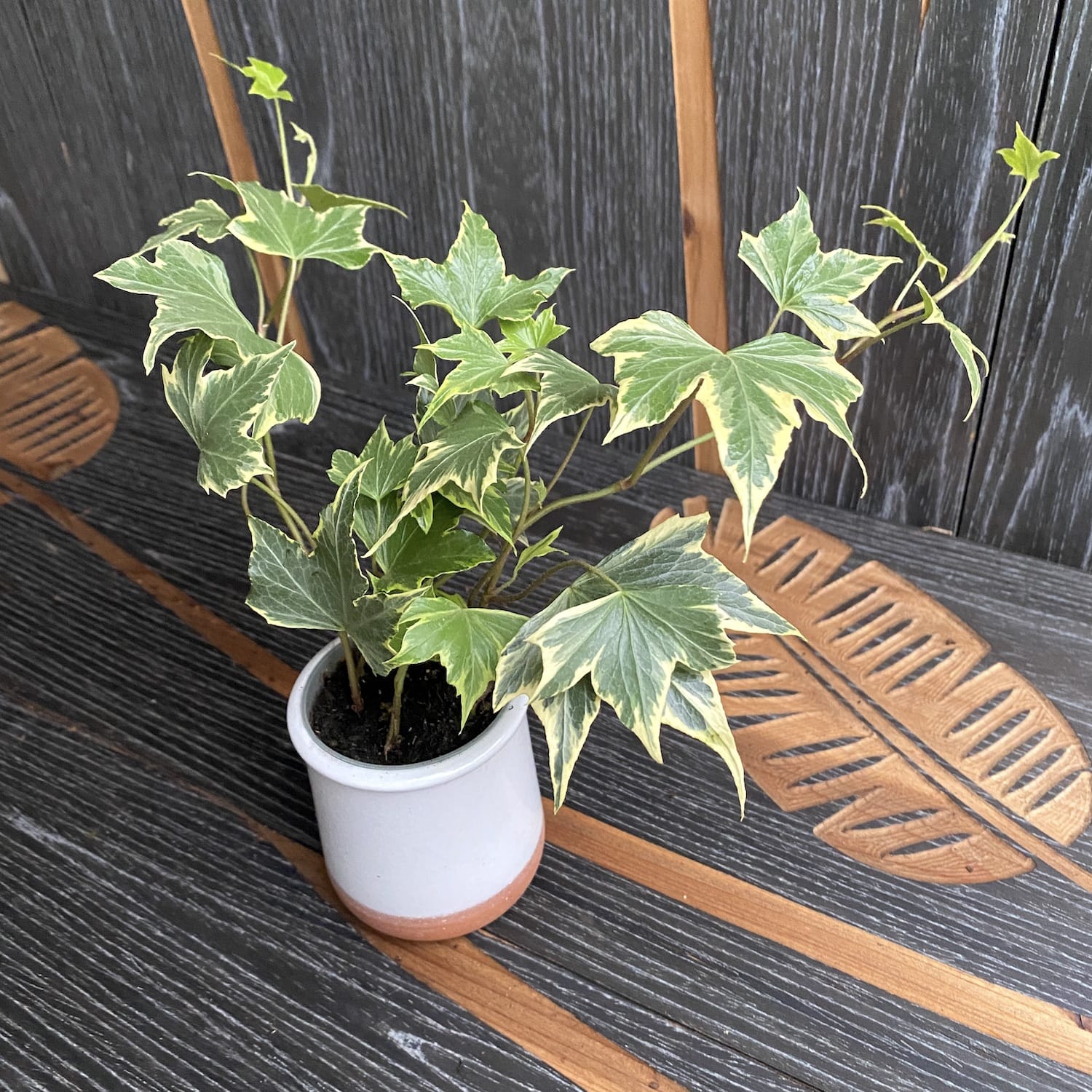 Hedera helix 'White Ripple'