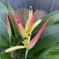 Heliconia psittacorum Hawaii