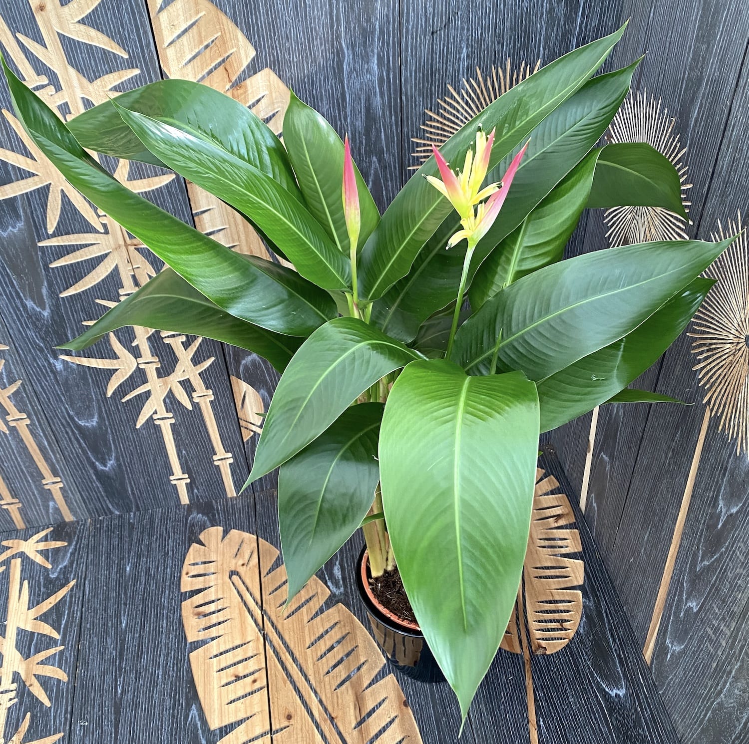 Heliconia psittacorum Hawaii