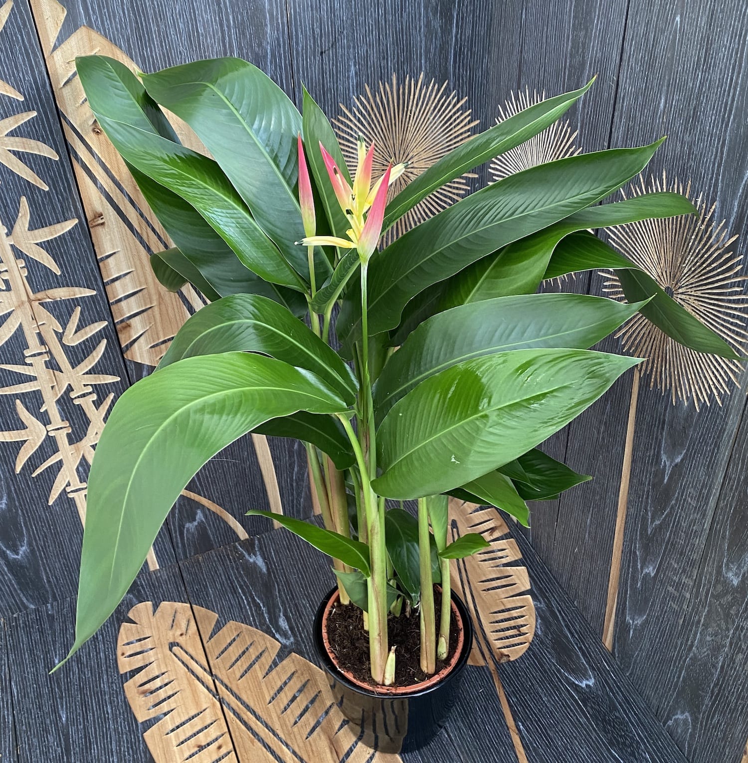 Heliconia psittacorum Hawaii