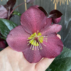Helleborus Ice N' Roses Barolo (Spanz) - velké květy