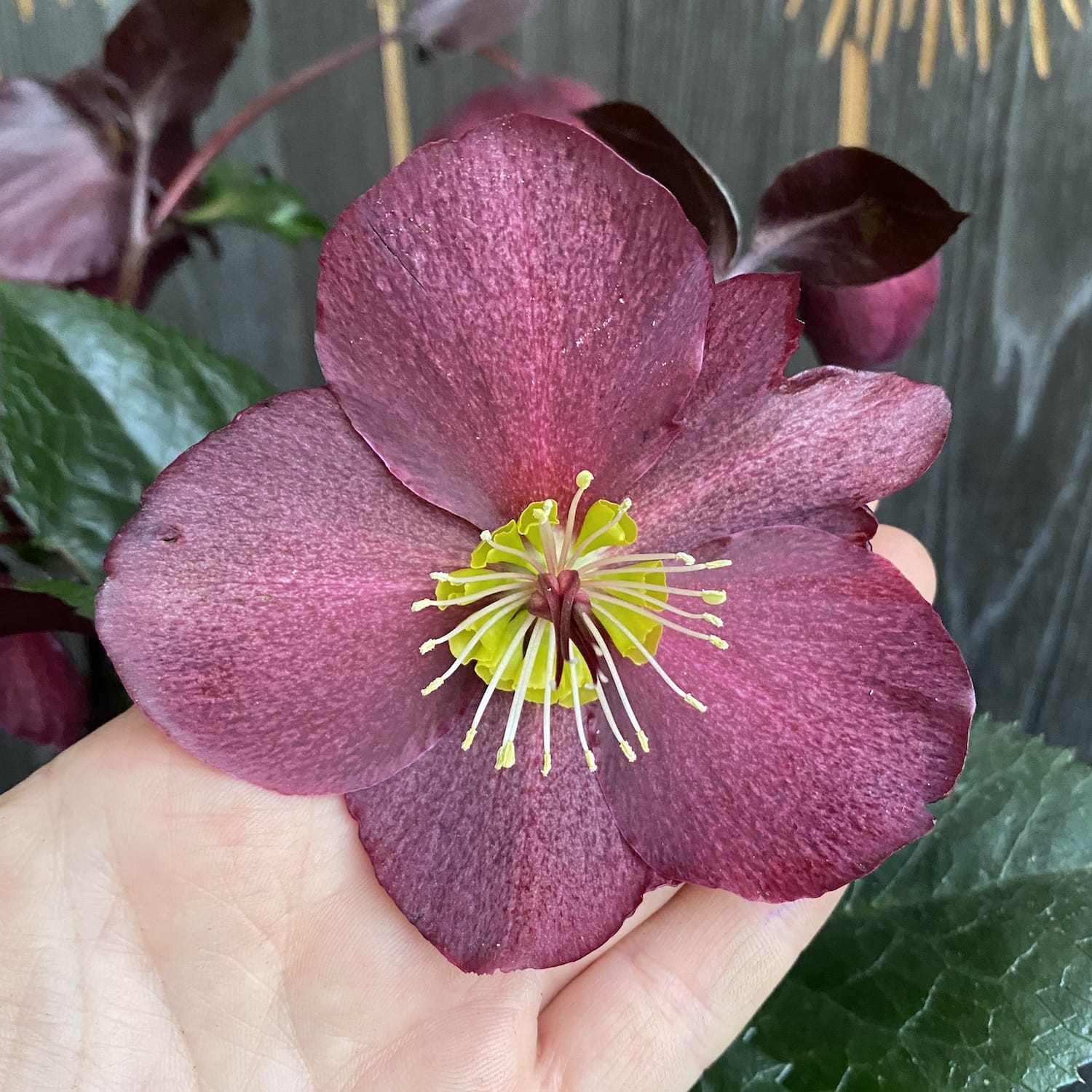 Helleborus Ice N' Roses Barolo (Spanz) - flori mari
