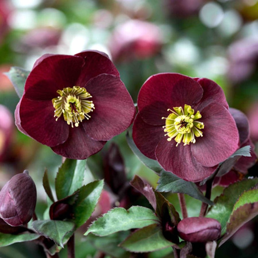 Helleborus Ice N' Roses Barolo (Spanz) - flori mari