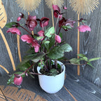 Helleborus Ice N' Roses Barolo (Spanz) - velké květy