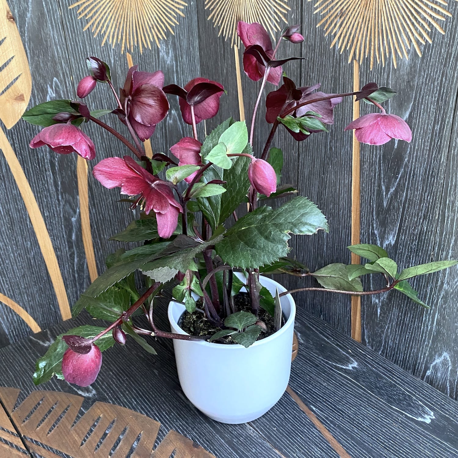 Helleborus Ice N' Roses Barolo (Spanz) - flori mari