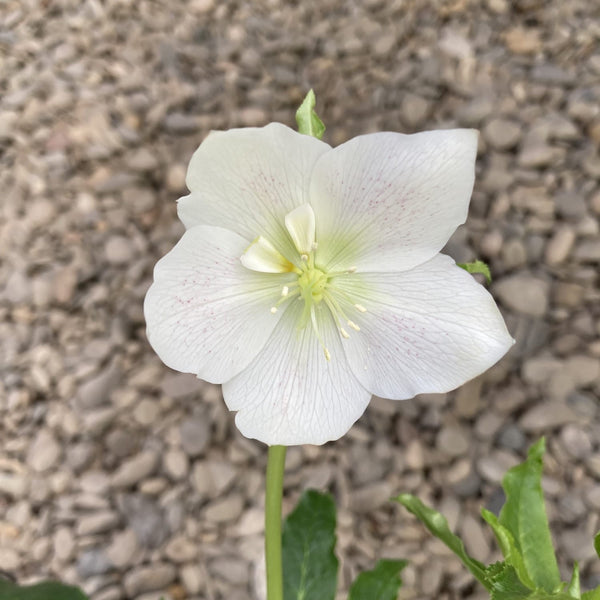 Helleborus Orientalis Hybridus Pretty Ellen White (Trandafirul Craciunului, Spanz)