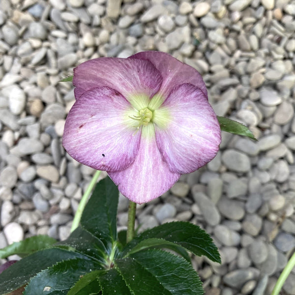 Helleborus Orientalis Ice N’ Roses Rose (Trandafirul Craciunului, Spanz)