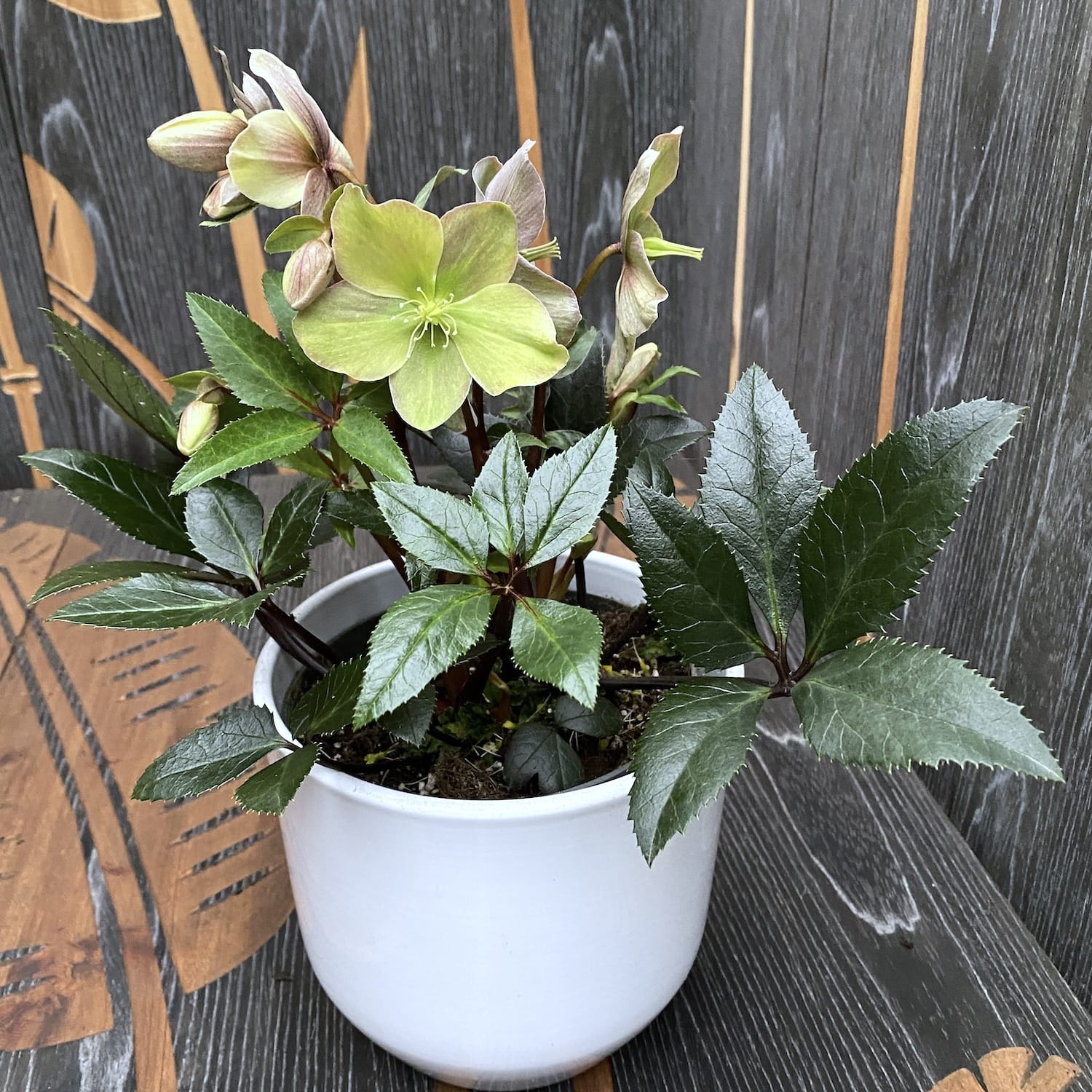 Helleborus Orientalis 'Gues' (Spanz)