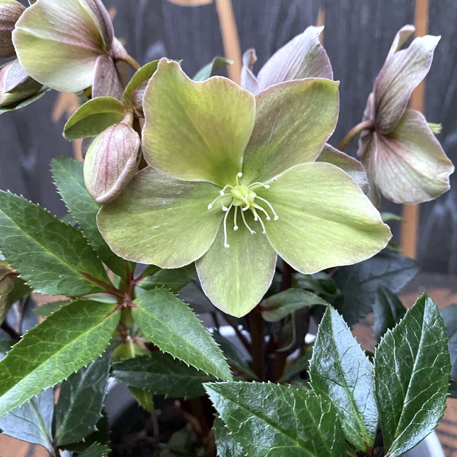 Helleborus Orientalis 'Gues' (Spanz)