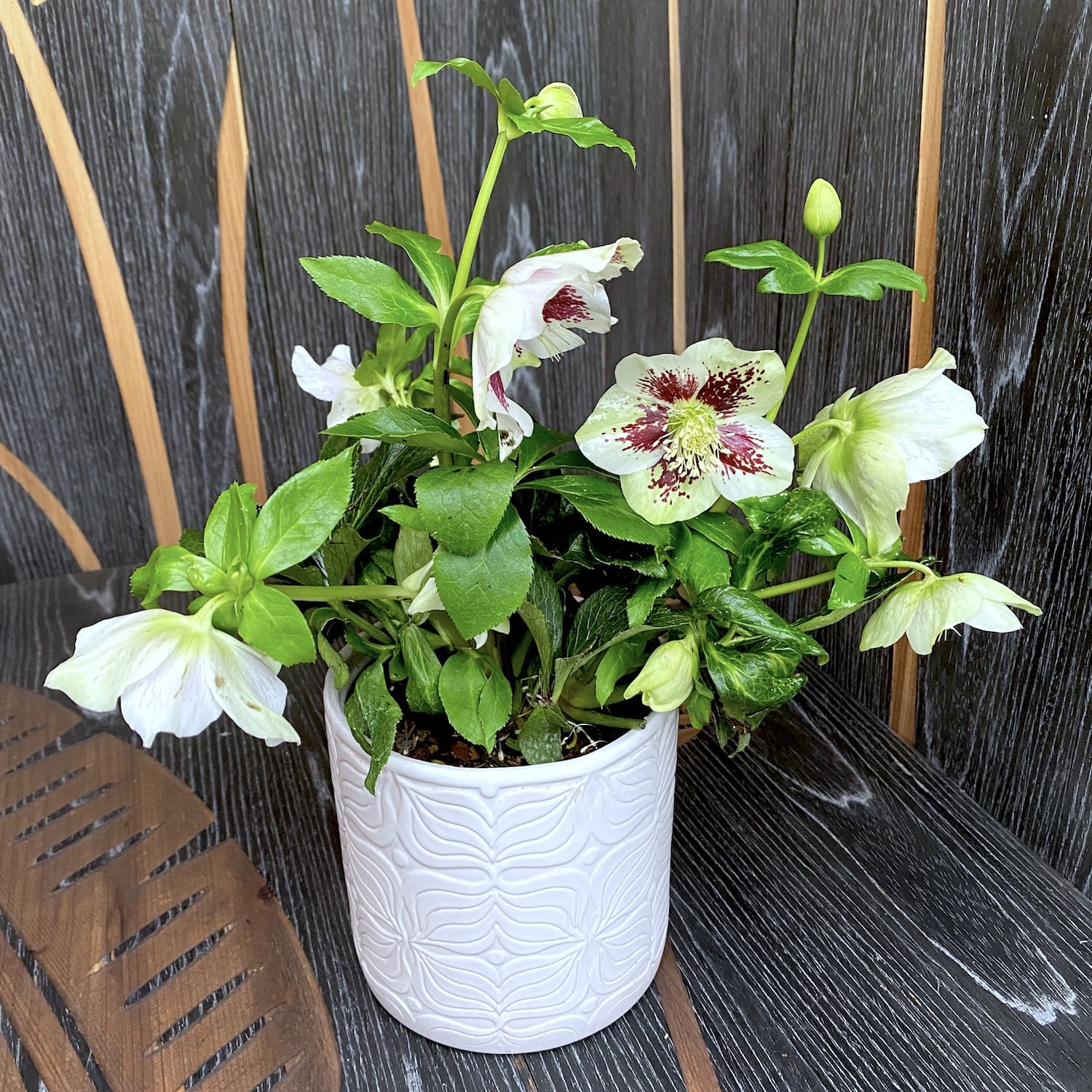 Helleborus 'Pretty Ellen White Spotted' (Spanz)