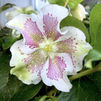 Čemeřice 'Pretty Ellen White Spotted' (Spanz)