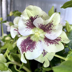 Čemeřice 'Pretty Ellen White Spotted' (Spanz)