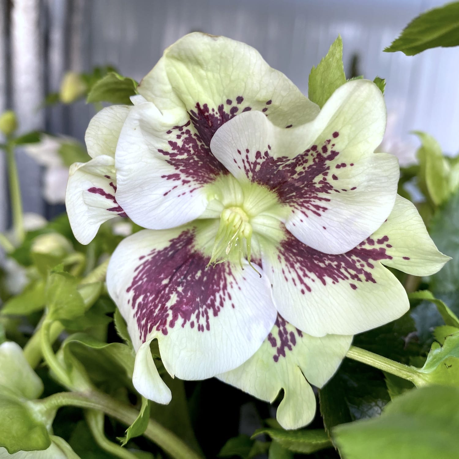 Helleborus 'Pretty Ellen White Spotted' (Spanz)
