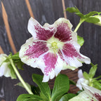 Čemeřice 'Pretty Ellen White Spotted' (Spanz)