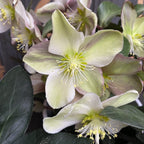 Čemeřice Viv Valeria (Spanz)