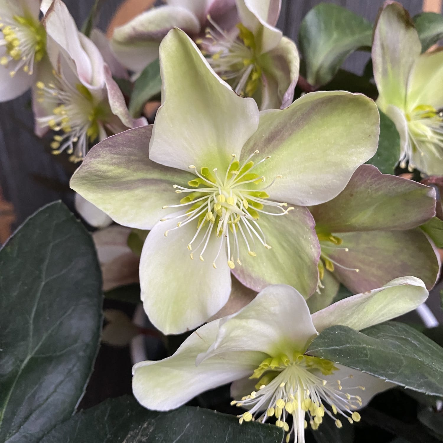 Helleborus Viv Valeria (Spanz)