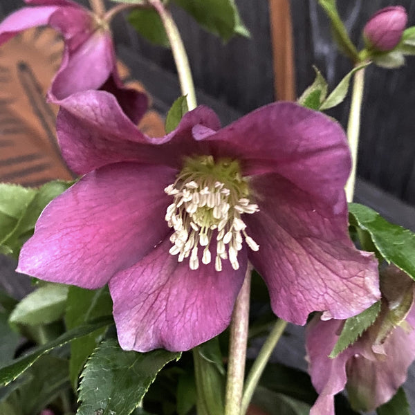Helleborus - Spanz – Floraria Secret Garden (SG)