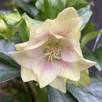 Helleborus orientalis 'Double Ellen Spotted' (Spanz)
