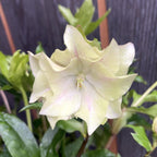 Helleborus orientalis 'Double Ellen Spotted' (Spanz)