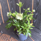 Helleborus orientalis 'Double Ellen Spotted' (Spanz)