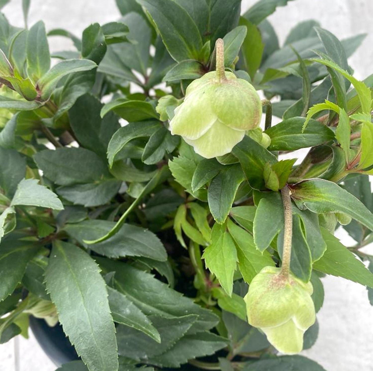 Helleborus × sahinii 'Winterbells'  (Trandafirul Craciunului, Spanz)