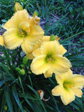 Hemerocallis 'Forty Carats'