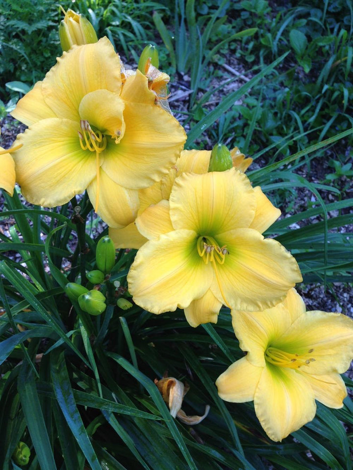 Hemerocallis 'Forty Carats'