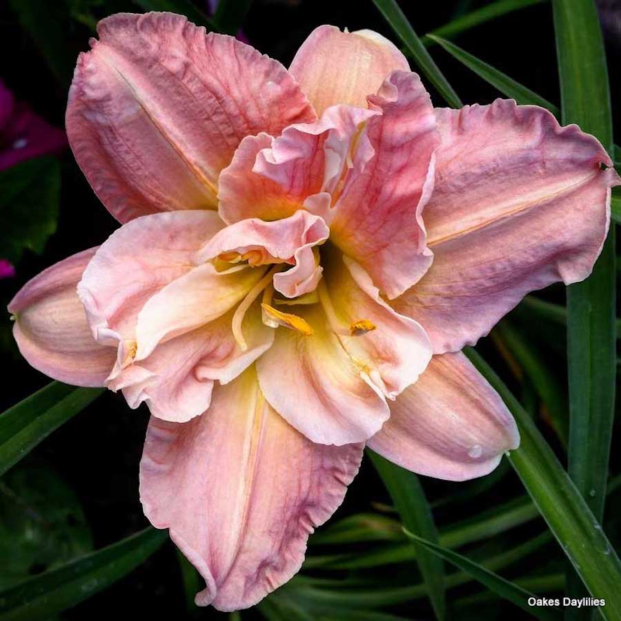 Bulbi de Hemerocallis 'Elaine Strutt' (Daylily)