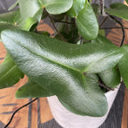 Hemionitis arifolia – herzförmiger Farn (Herzfarn / Zungenfarn)