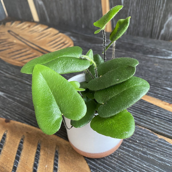 Hemionitis arifolia (Herzfarn / Zungenfarn) *Babypflanze