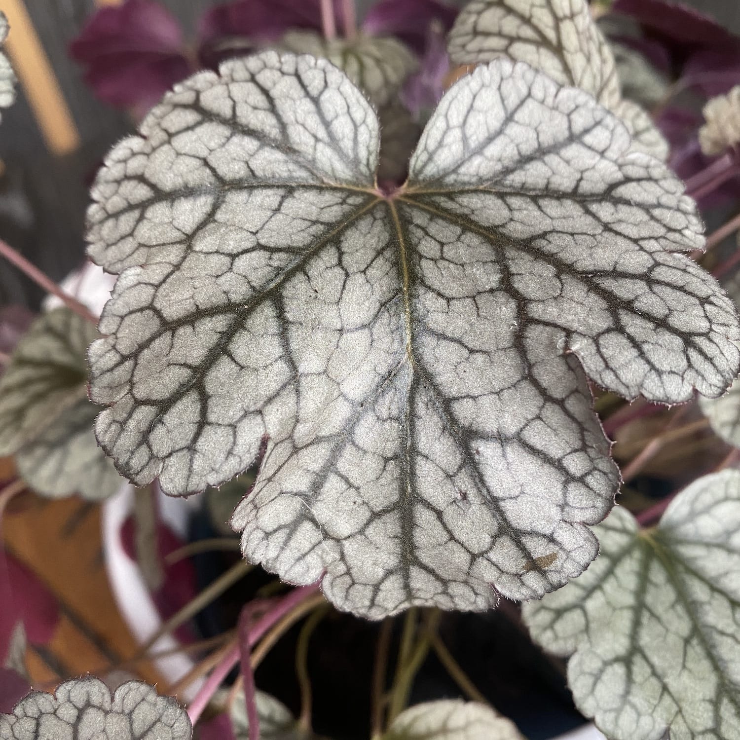 Heuchera 'Ezüst Tekercsek'
