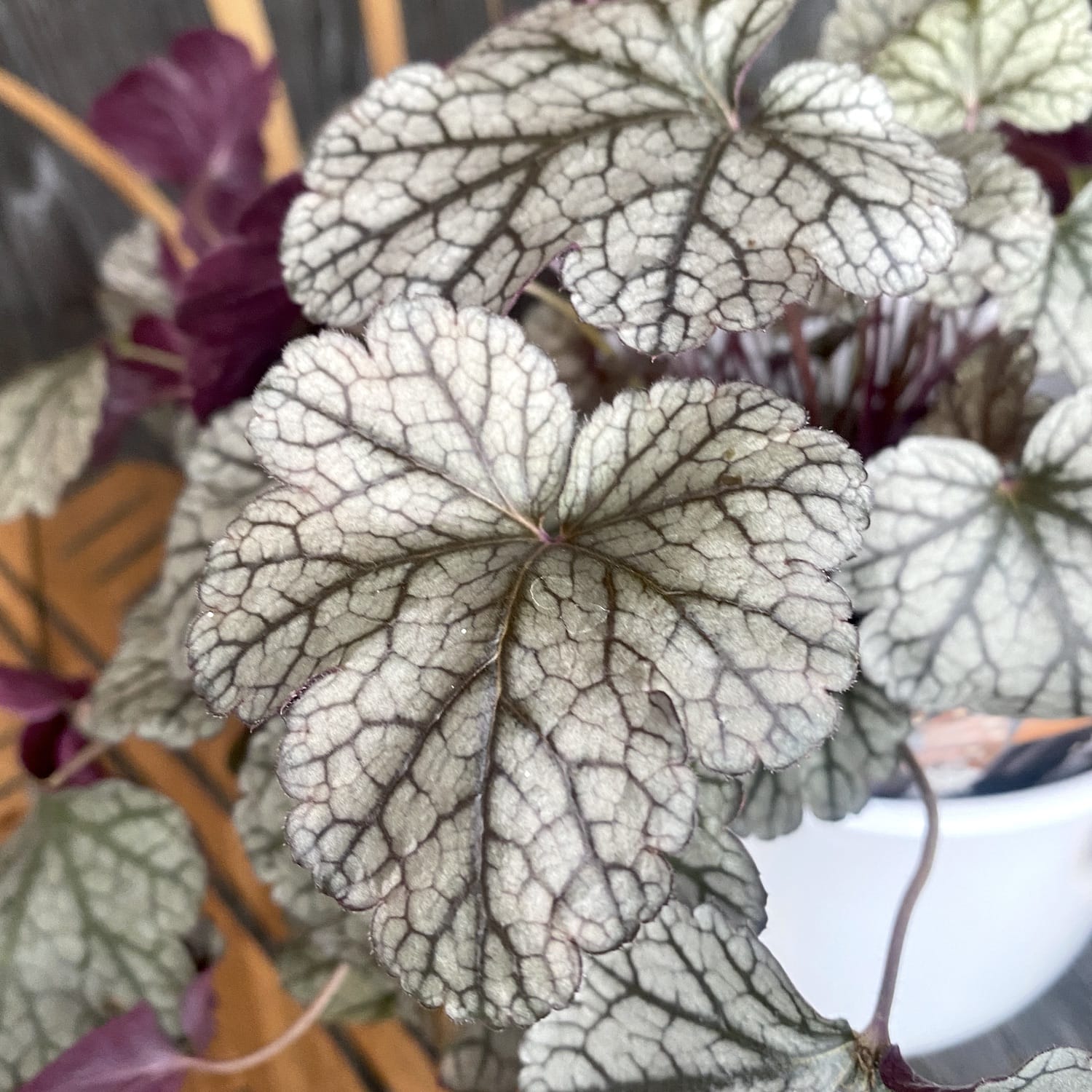 Heuchera 'Silver Scrolls'