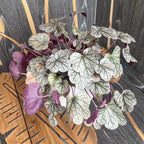 Heuchera 'Silver Scrolls'