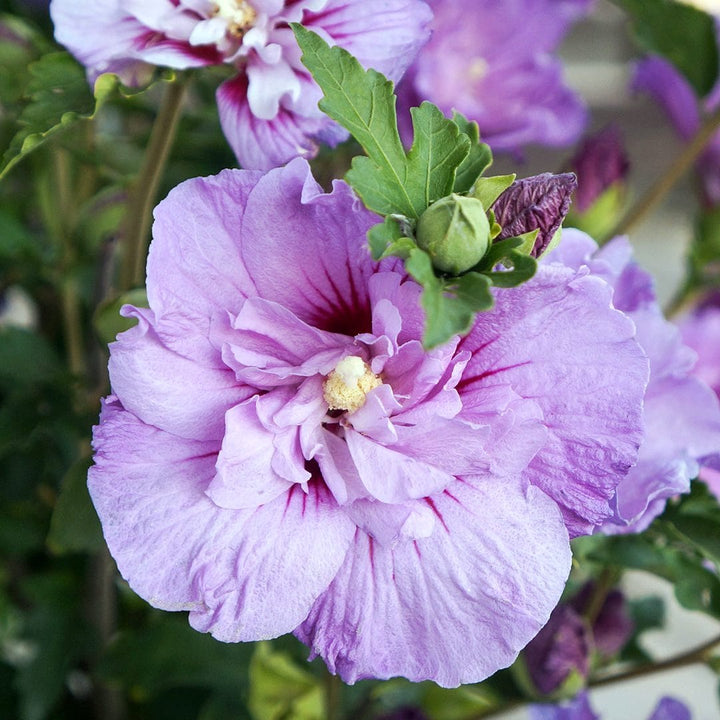 Hibiscus syriacus 'Lavender Ciffon' ('Notwoodone')