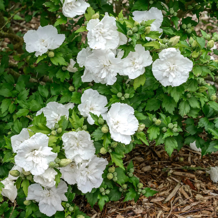 Hibiscus syriacus 'White Chiffon' ('Notwoodtwo')