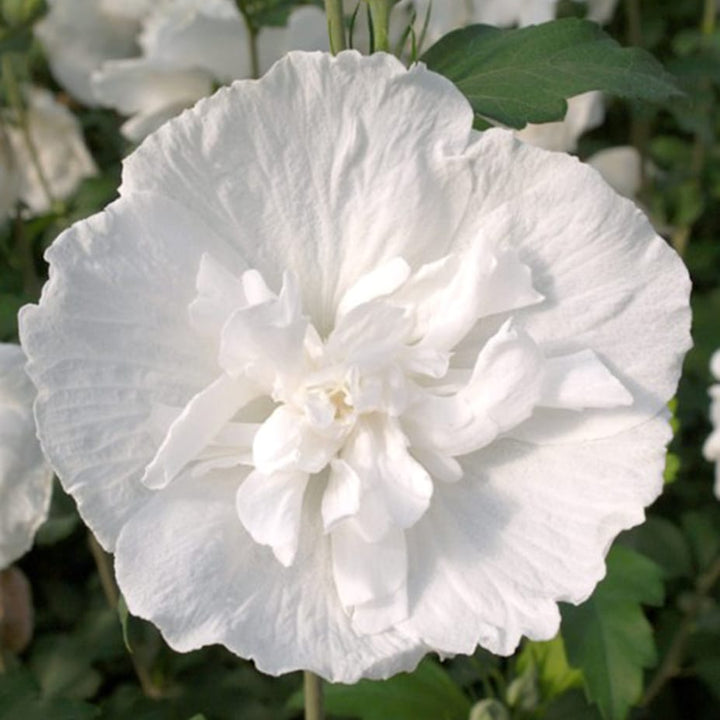 Hibiscus syriacus 'White Chiffon' ('Notwoodtwo')