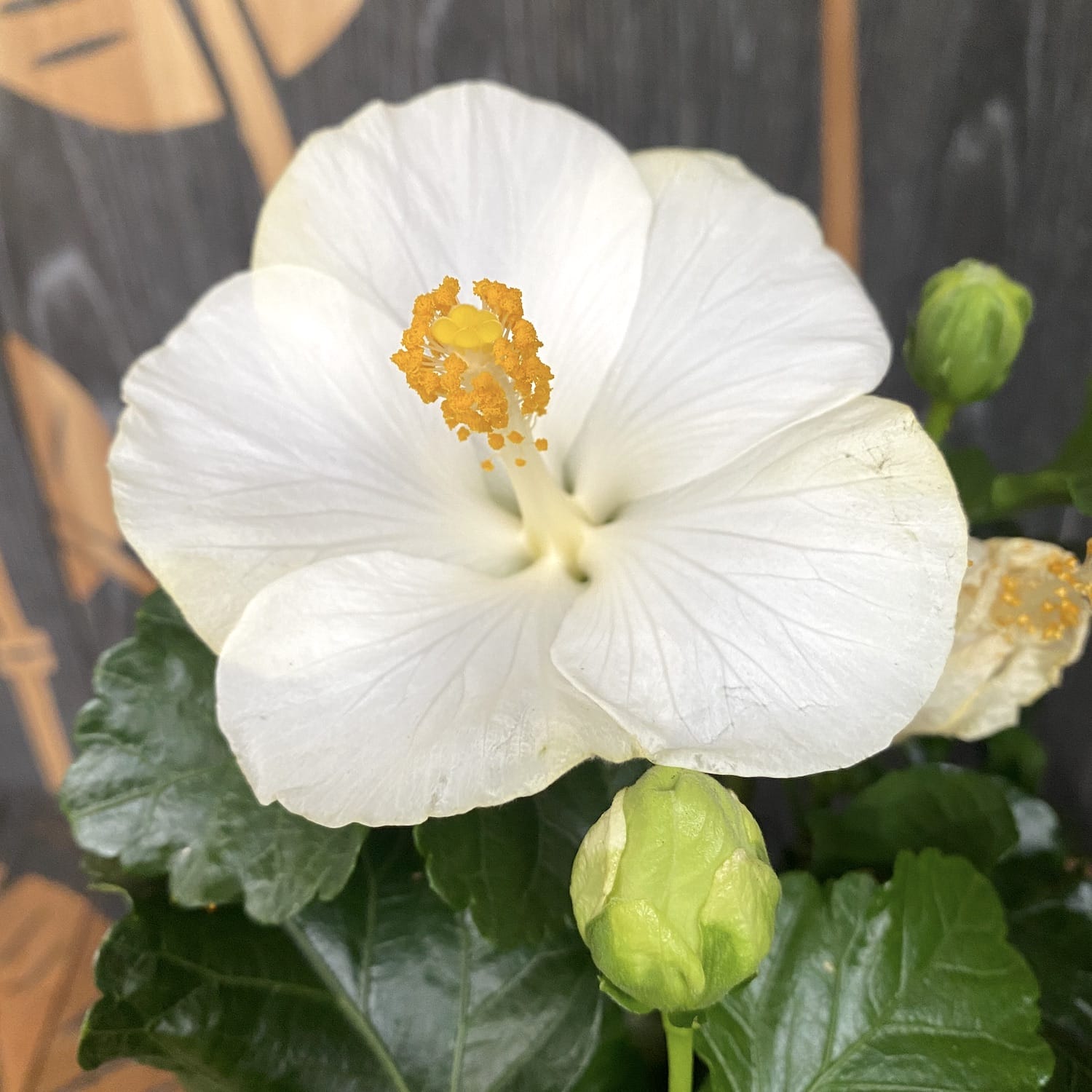 Hibiszkusz Bounty (2 növény/cserép)