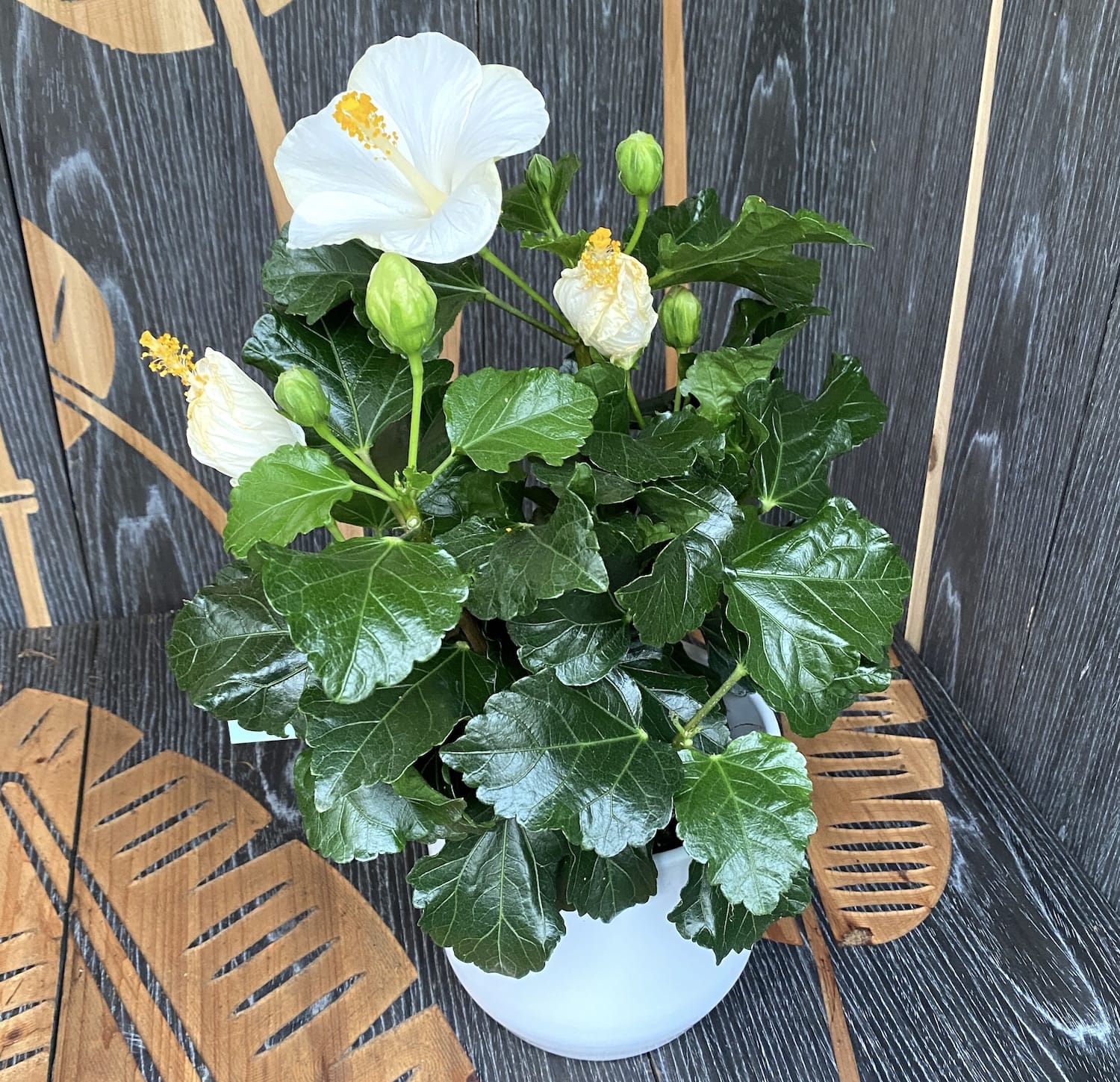 Hibiszkusz Bounty (2 növény/cserép)