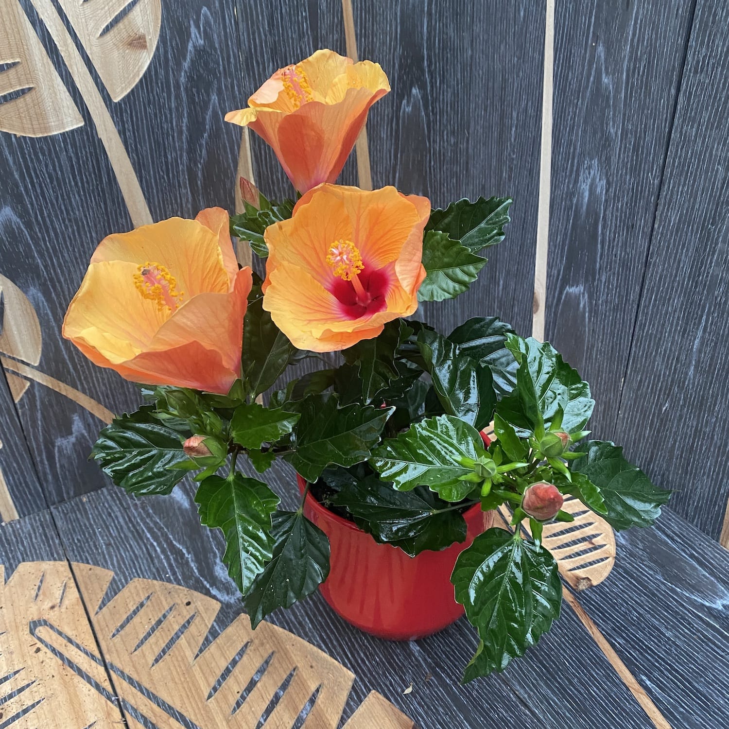 Hibiszkusz Fiori Grande 'Portofino' - 2 növény/cserép