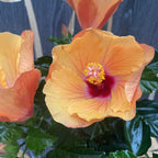 Hibiskus Fiori Grande 'Portofino' - 2 Pflanzen/Topf