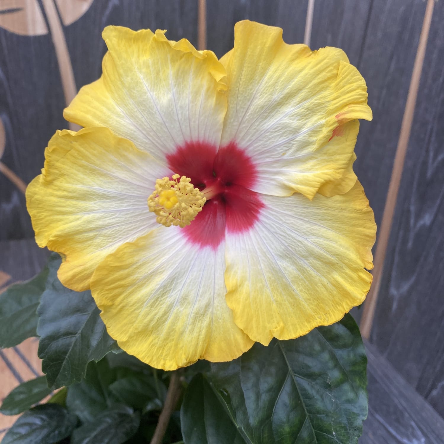 Hibiszkusz Hawaii "Hosszú Élet" Surf - XL virágok 2db