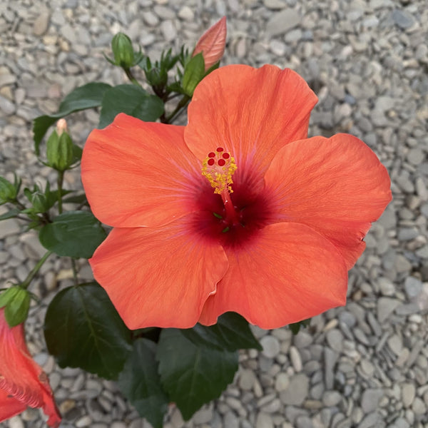 Hibiscus Hera - XL Blüten (2 Pflanzen/Topf)