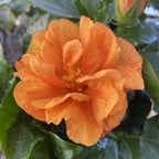 Hibiscus rosa-sinensis 'Jazz' (japanska ruža s dvostrukim cvjetovima)