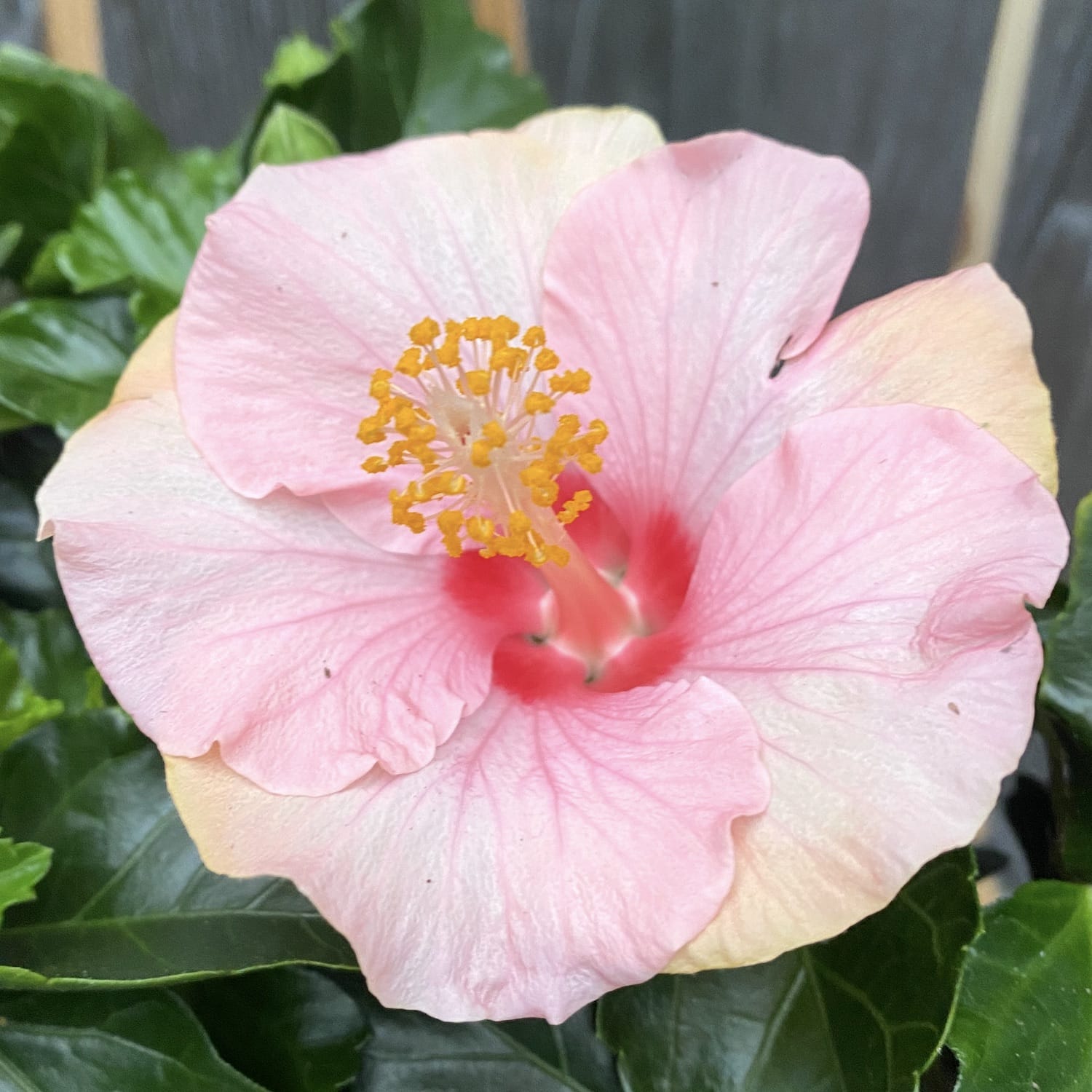 Hibiskus Jersey XXL - 4 rastline/črepnik