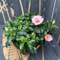 Hibiscus Jersey XXL - 4 plante/ghiveci
