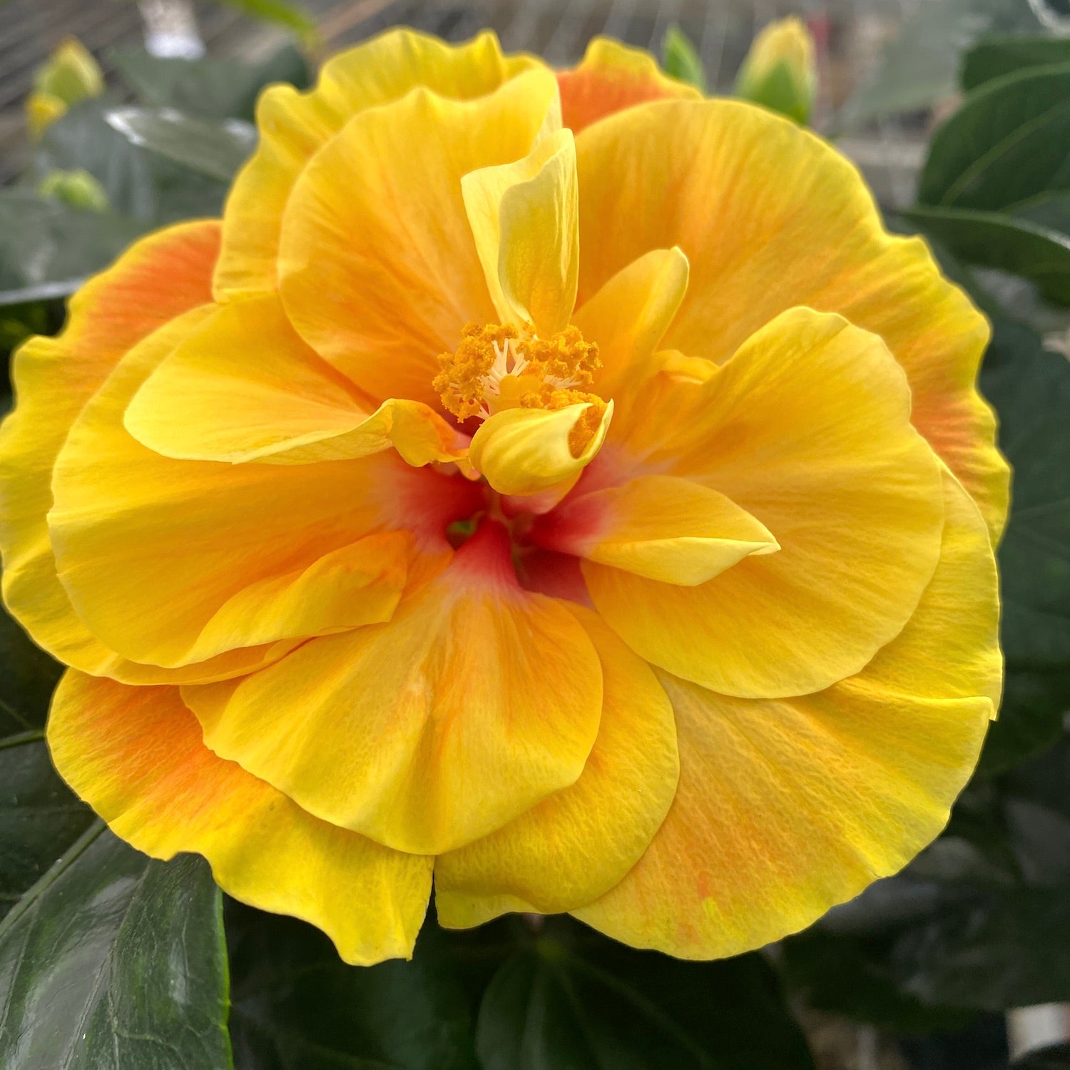 Hibiscus Long Life 'Apollo Double' - trandafir japonez cu flori duble (2-3 plante/ghiveci)