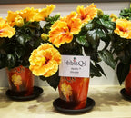 Hibiscus Long Life 'Apollo Double' - trandafir japonez cu flori duble (2-3 plante/ghiveci)