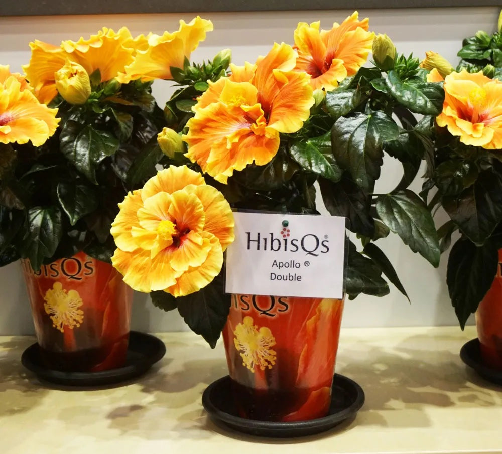 Hibiscus Long Life 'Apollo Double' - trandafir japonez cu flori duble (2-3 plante/ghiveci)