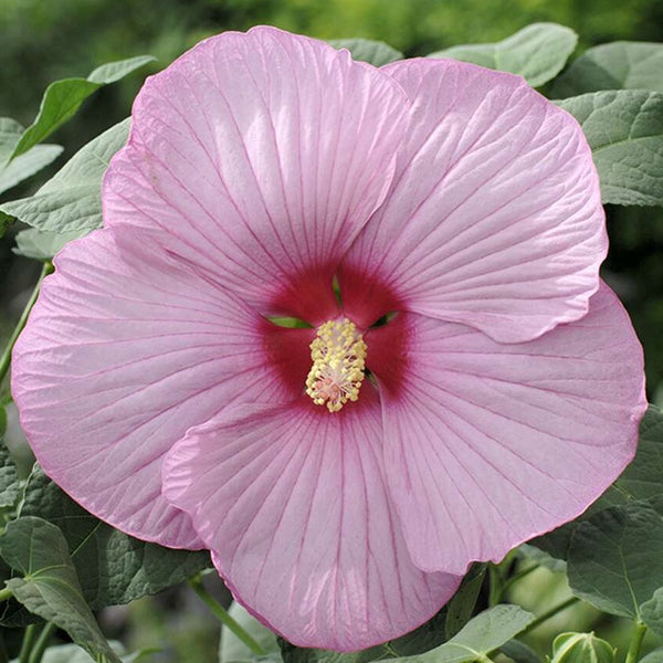 Hibiscus Moscheutos SUNIQ Pink, cu flori XXL